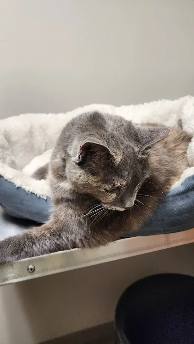 Yolinda Animal Hospital 12