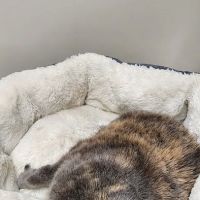 Yolinda Animal Hospital ico