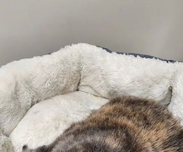 Yolinda Animal Hospital