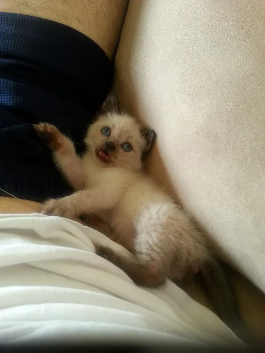 Yolinda Animal Hospital 12