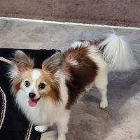 Banfield Pet Hospital ico