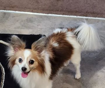 Banfield Pet Hospital