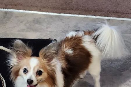 Banfield Pet Hospital