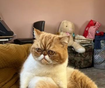 Hawaii Pet Rehabilitation