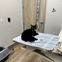 Aloha Veterinary Hospital ico