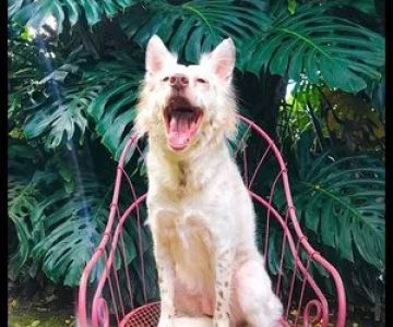 Hawaii Medicinal Pet @ The Public Pet