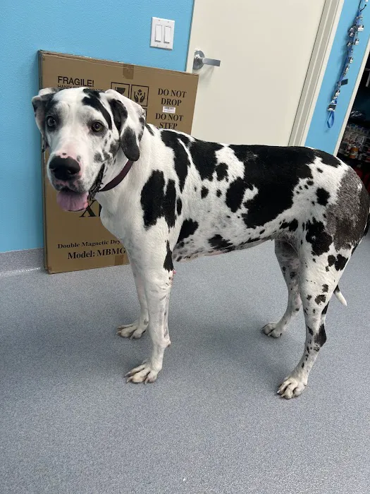 Pacific Paws Animal Hospital 12