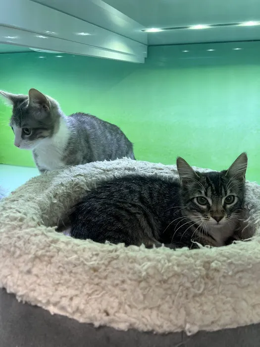 Pacific Paws Animal Hospital 12
