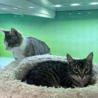 Pacific Paws Animal Hospital ico
