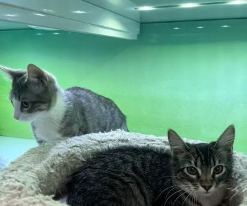 Pacific Paws Animal Hospital
