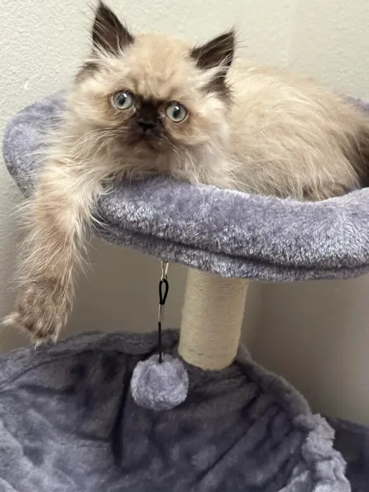 Pacific Paws Animal Hospital 12