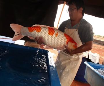 Kodama Koi Farm