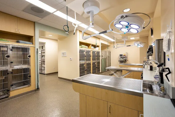 Animal Orthopedic Center 12