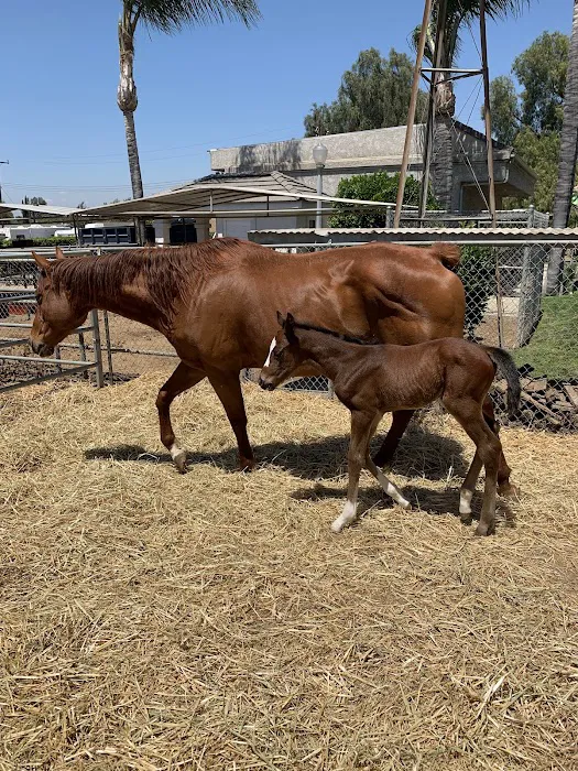 Equine Veterinary Associates, Inc. 1