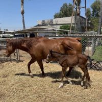 Equine Veterinary Associates, Inc. ico