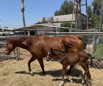 Equine Veterinary Associates, Inc.