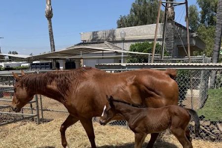 Equine Veterinary Associates, Inc.