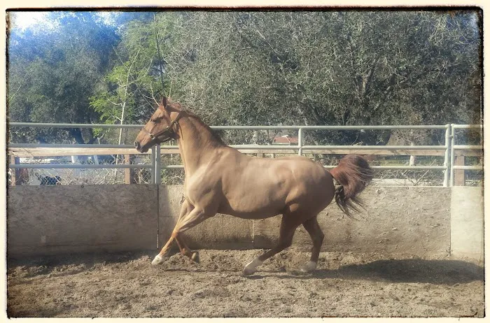 Equine Veterinary Associates, Inc. 5