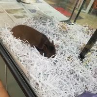 Koolau Pets Plants & Ponds ico