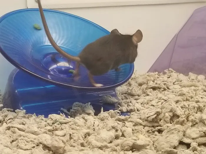 Petco 5