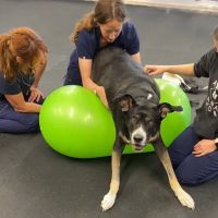 Animal Wellness Center of OC ico