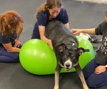 Animal Wellness Center of OC