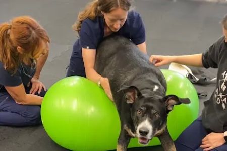 Animal Wellness Center of OC