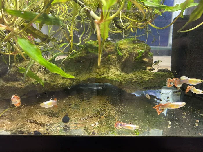 Enchanted Lake Pet 3