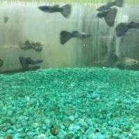 Enchanted Lake Pet ico