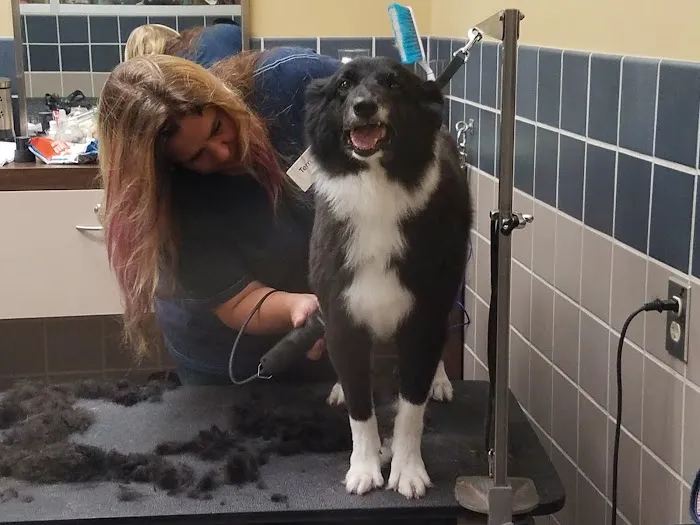 Petco 5