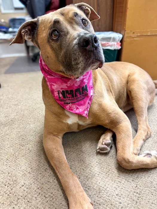 Newport Harbor Animal Hospital 12