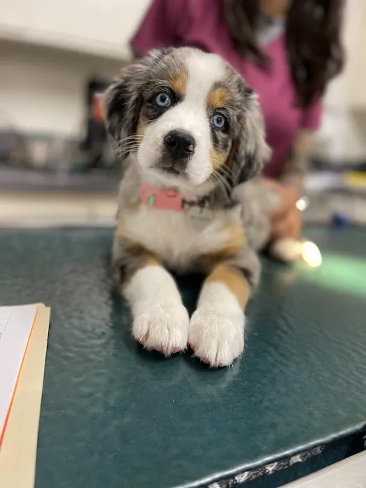 Mesa West Pet Hospital 12