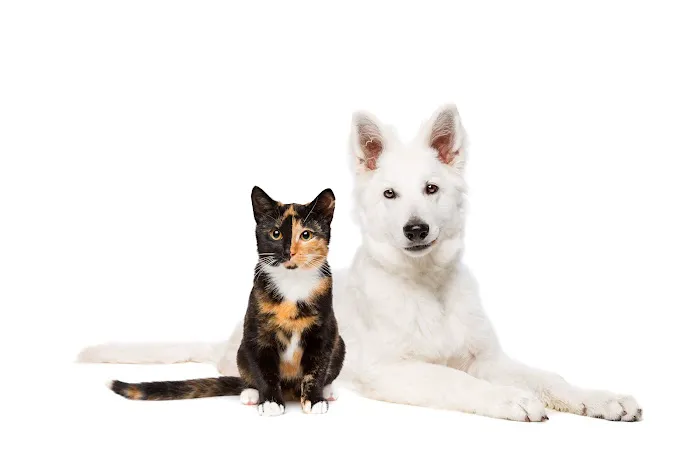 Mesa West Pet Hospital 12
