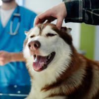 Ranch Heights Veterinary ico