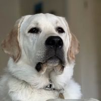 Central Orange County Emergency Animal Hospital ico