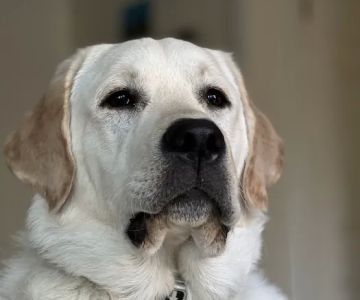 Central Orange County Emergency Animal Hospital