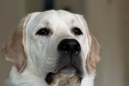 Central Orange County Emergency Animal Hospital