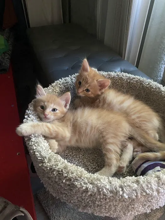 Central Orange County Emergency Animal Hospital 12