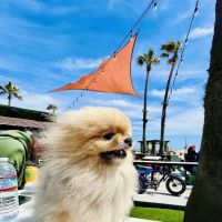 Back Bay Veterinary Hospital ico