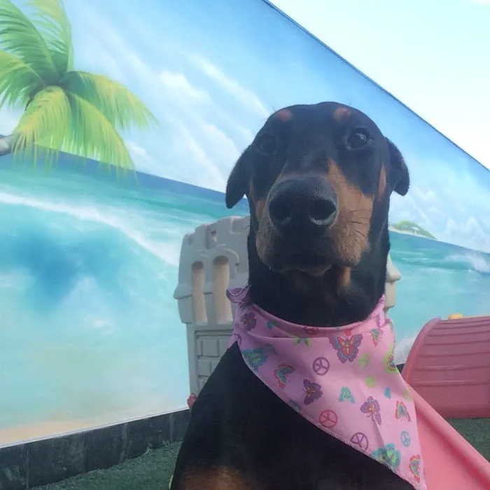 Back Bay Veterinary Hospital 12