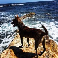 Newport Mesa Animal Hospital ico