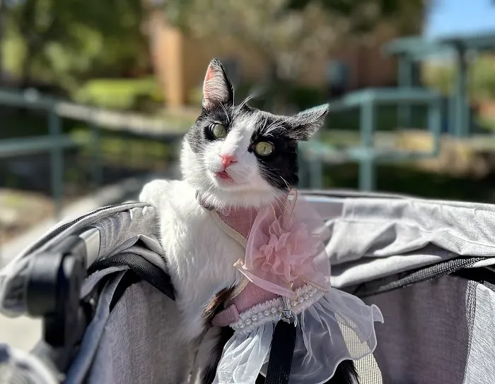 Newport Mesa Animal Hospital 12