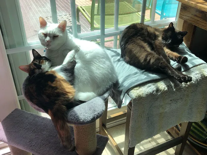 Cat Clinic 12