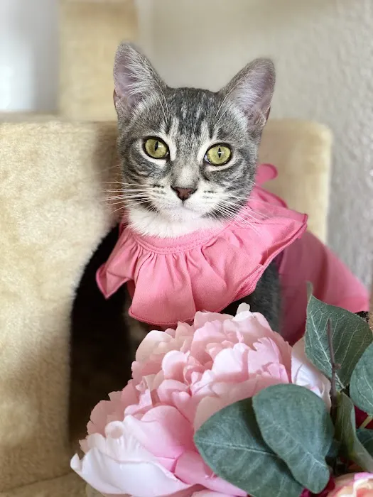 Cat Clinic 12