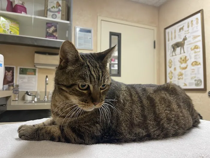 Cat Clinic 12