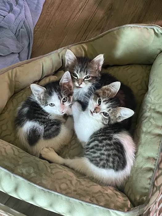 Cat Clinic 12