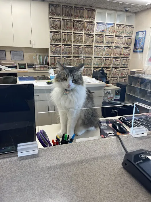 Cat Clinic 12