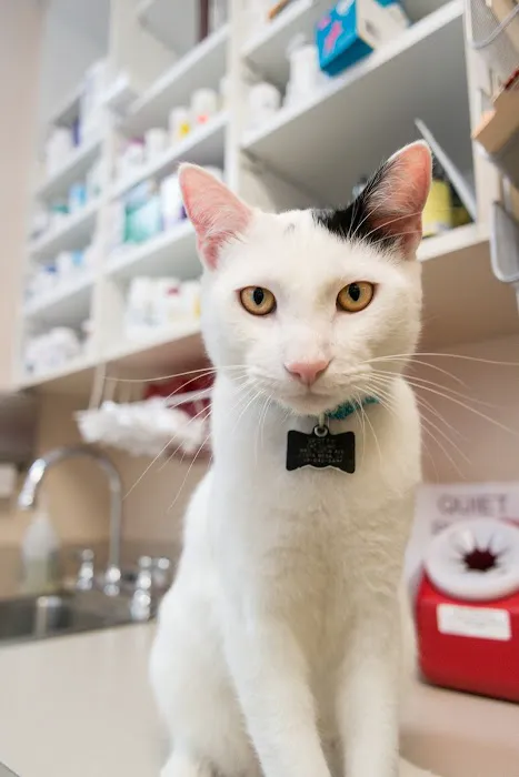 Cat Clinic 12