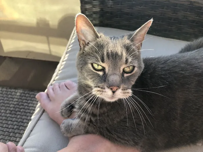 Cat Clinic 12