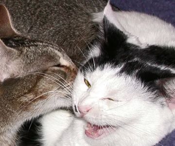 Cat Clinic